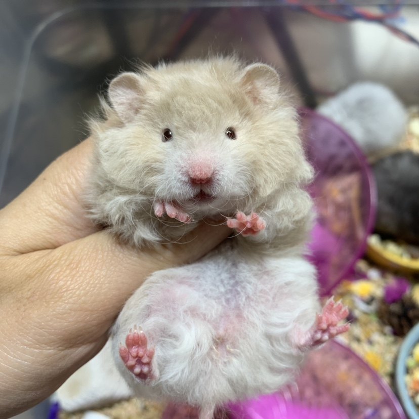 卷毛养活仓鼠熊仓鼠西施巨型鸽灰上手可爱咬人仓鼠