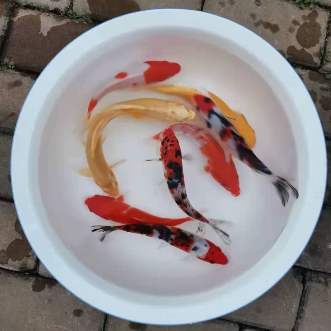 锦鲤鱼苗小鱼观赏冷水淡水小型养好红鲤易养好鱼