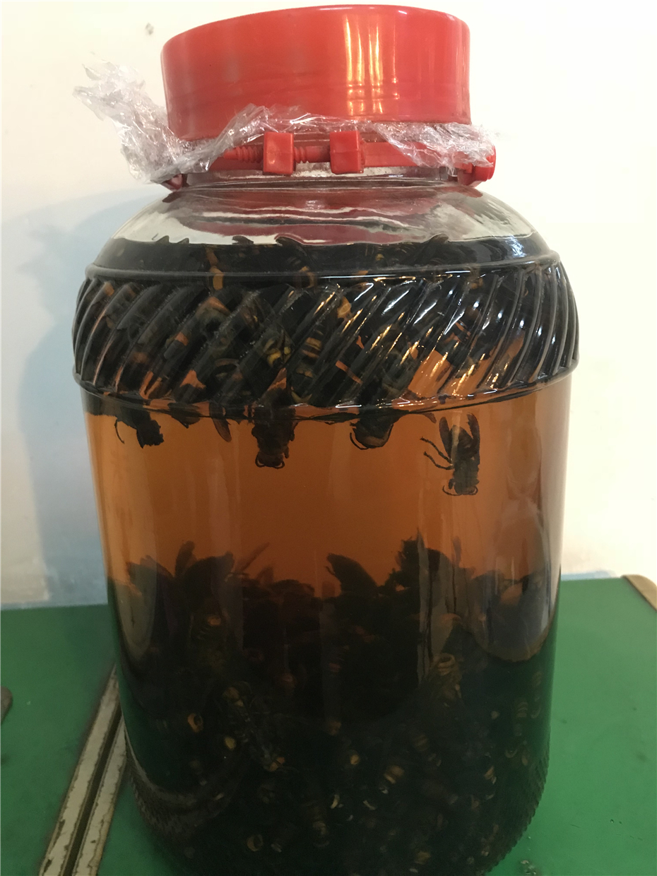 胡蜂酒虎头蜂马蜂酒黑黄蜂酒地蜂酒野生农家自泡蜂蜜糖