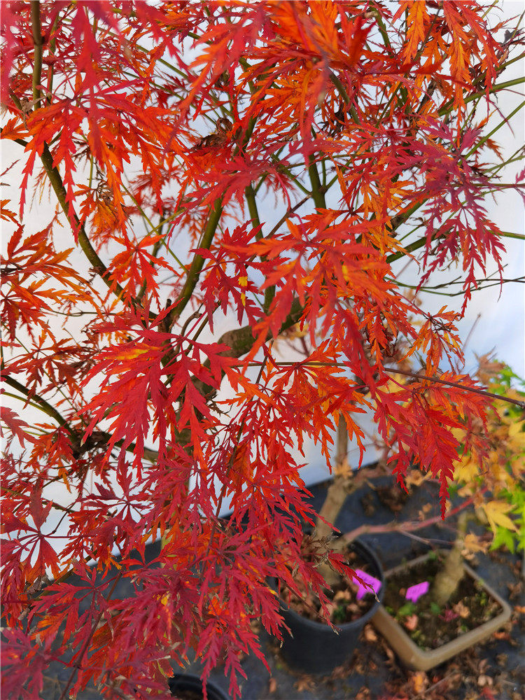羽毛一物盆观植物叶植物枫青一拍青龙日枫红枫绿植