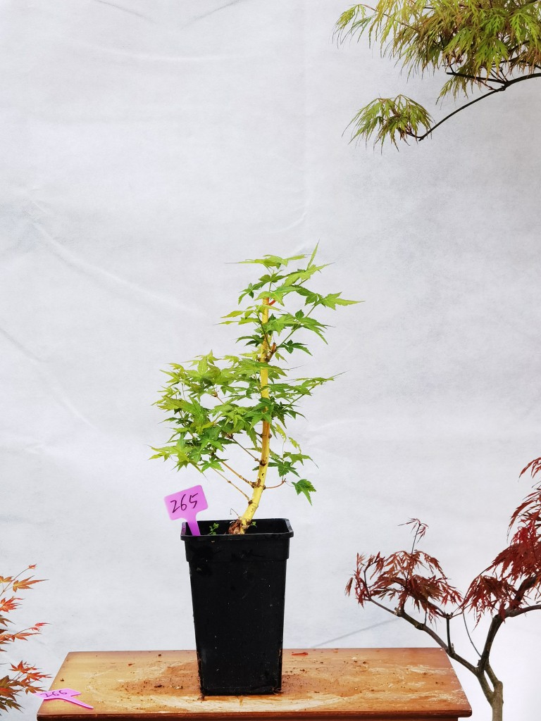 一物枫树观盆栽盆景金枫黄金枫一拍美峰杆枫黄杆金绿植