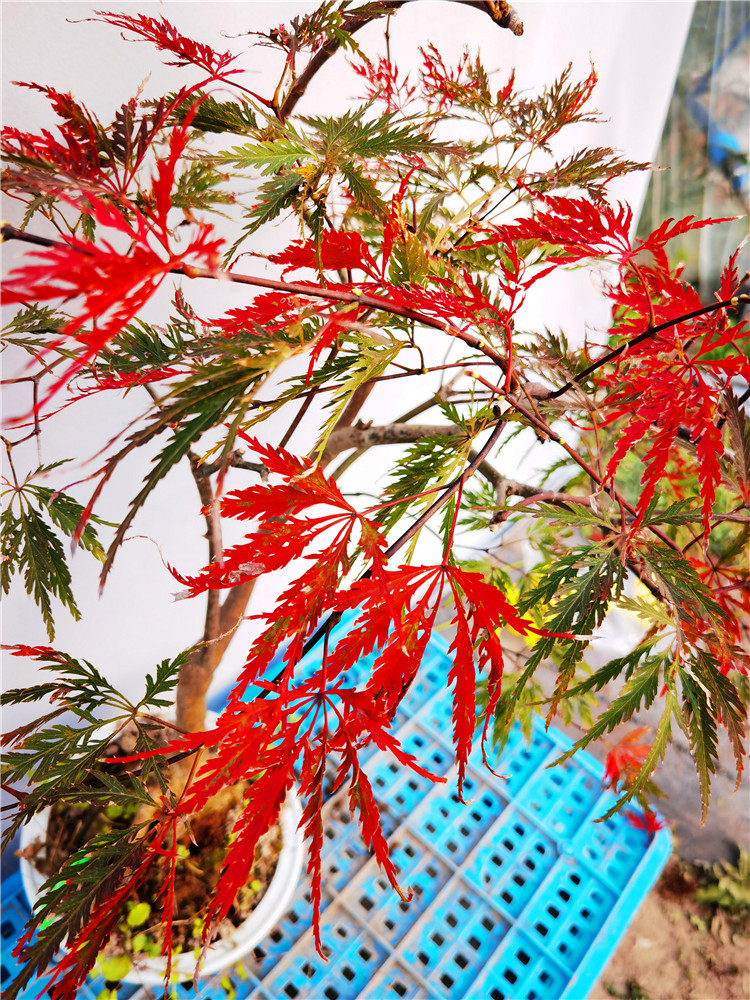 一物一拍日本红枫石榴红羽毛枫树小盆盆栽室内绿植