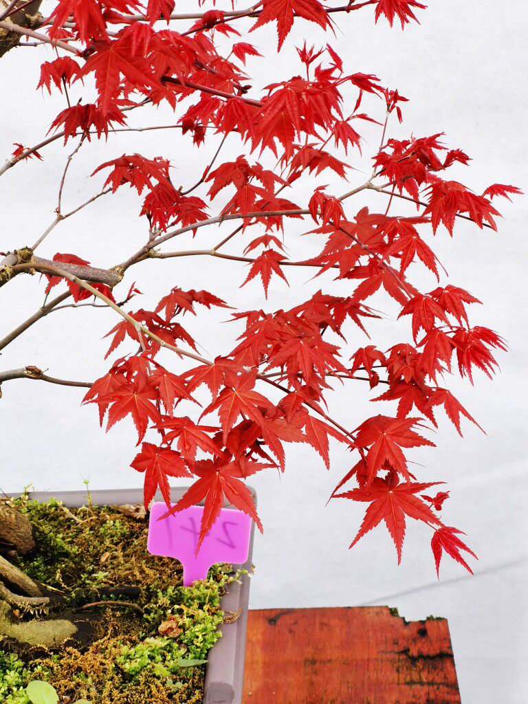 一物一拍日本枫红舞姬猩猩红枫红叶枫树盆景绿植