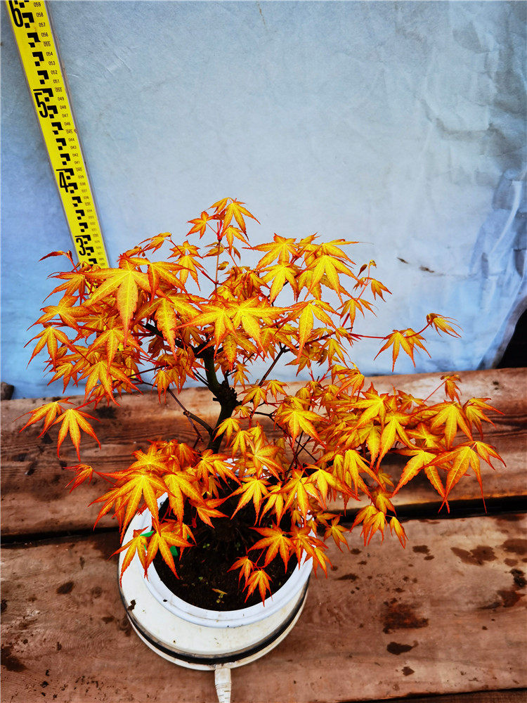 一物金贵卡金枫苏黄贵卡又名一拍katsura日本园艺绿植