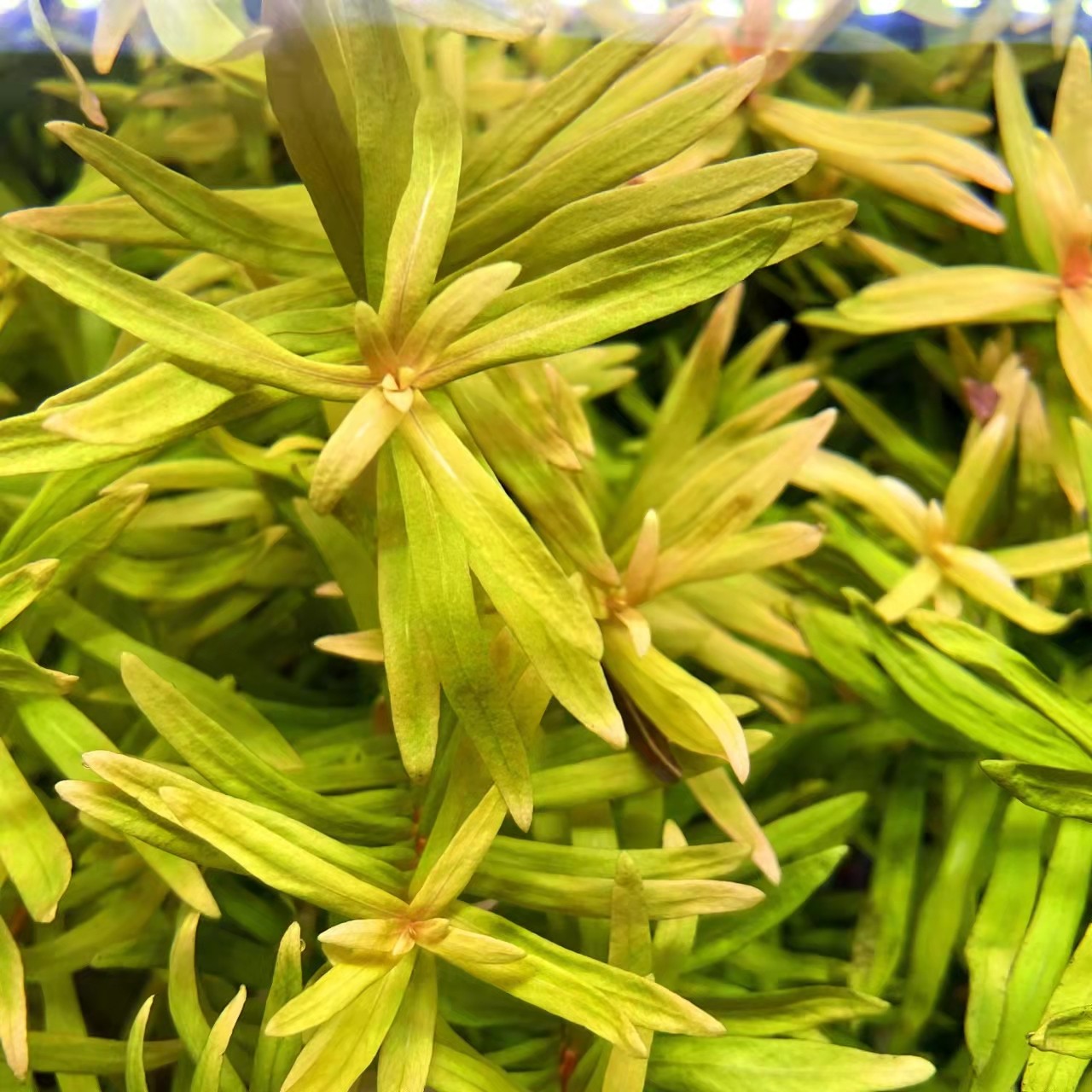 鱼缸黄金柳水生荷兰造景草缸植物后景类中柳叶水草