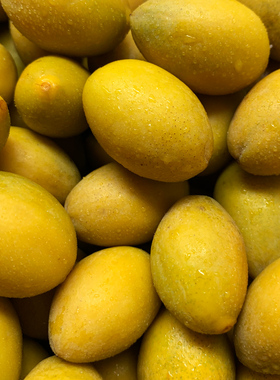 潮汕特产新鲜现摘生青香种黄橄榄