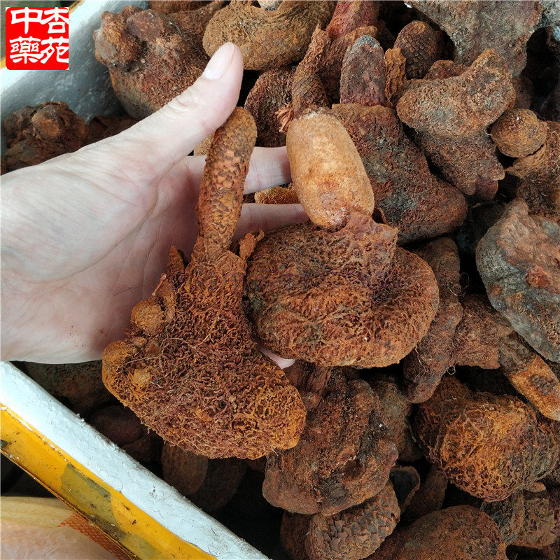 500g克包西藏续阳草回春草顶天天柱一斤男士不老草