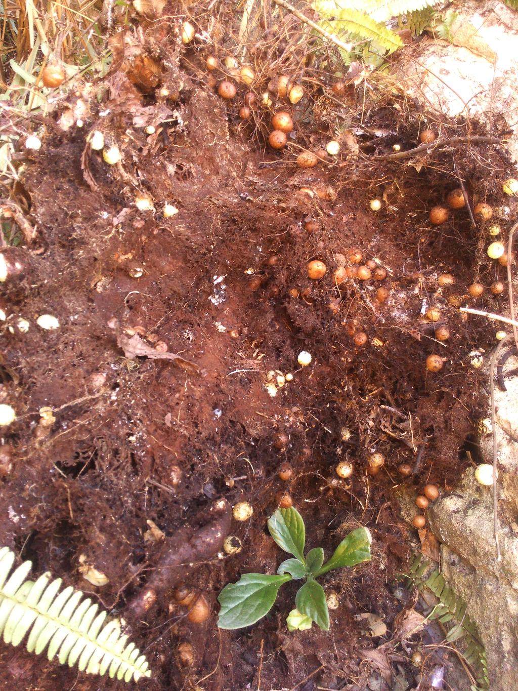 野生新鲜石黄皮 凤凰蛋 肾蕨 满三斤包邮 不满意可退 运费我们出