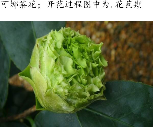 可娜茶花盆栽花苞四季常青青绿色嫁接好养室内花卉