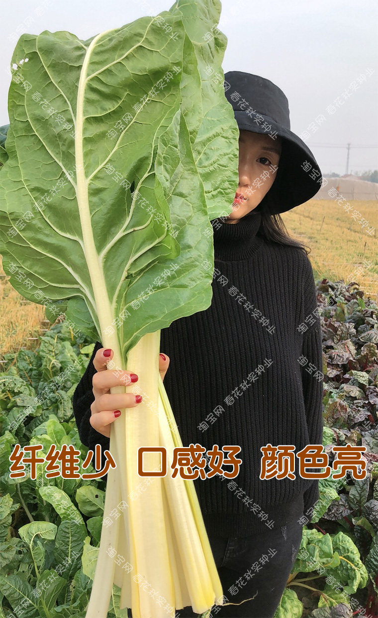 早熟白梗叶甜菜莙荙菜石菜厚牛皮菜种种子春秋家庭园艺种子