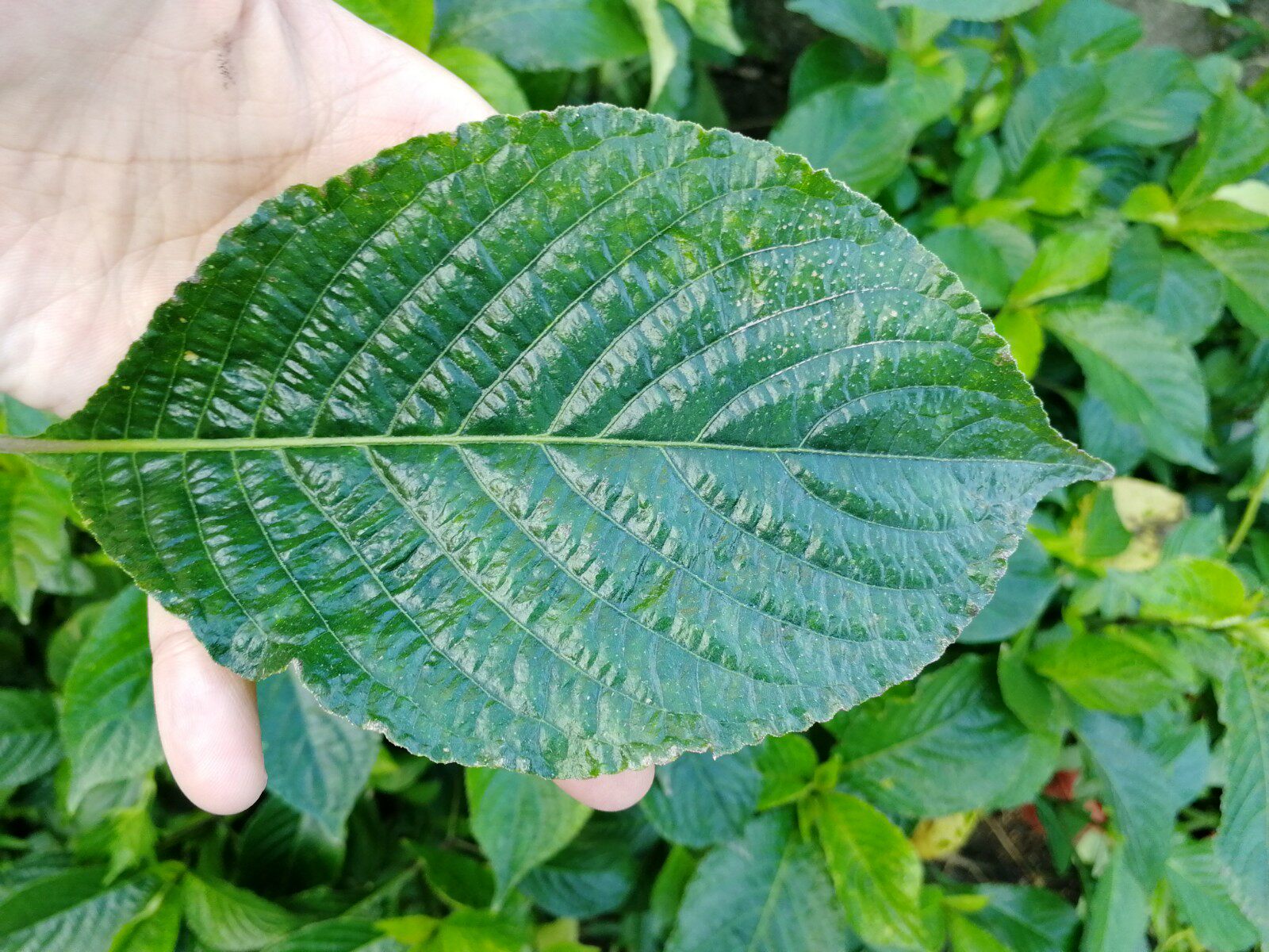 化石成活包成活盆栽植物马来西亚黑面地毯马兰脆叶绿植