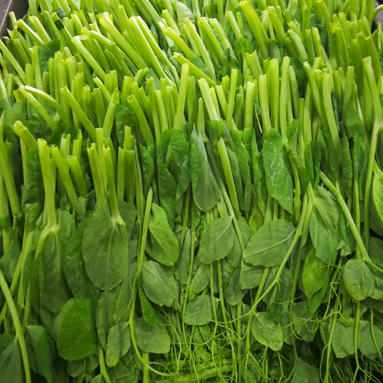 豌豆尖新鲜嫩苗龙叶子商用火锅食用四川农家叶菜类