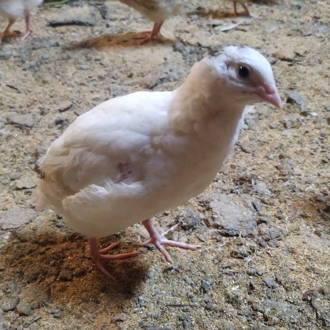 种蛋鹌鹑白化法巨沙维麦脱孵化巨型受精蛋肉其它