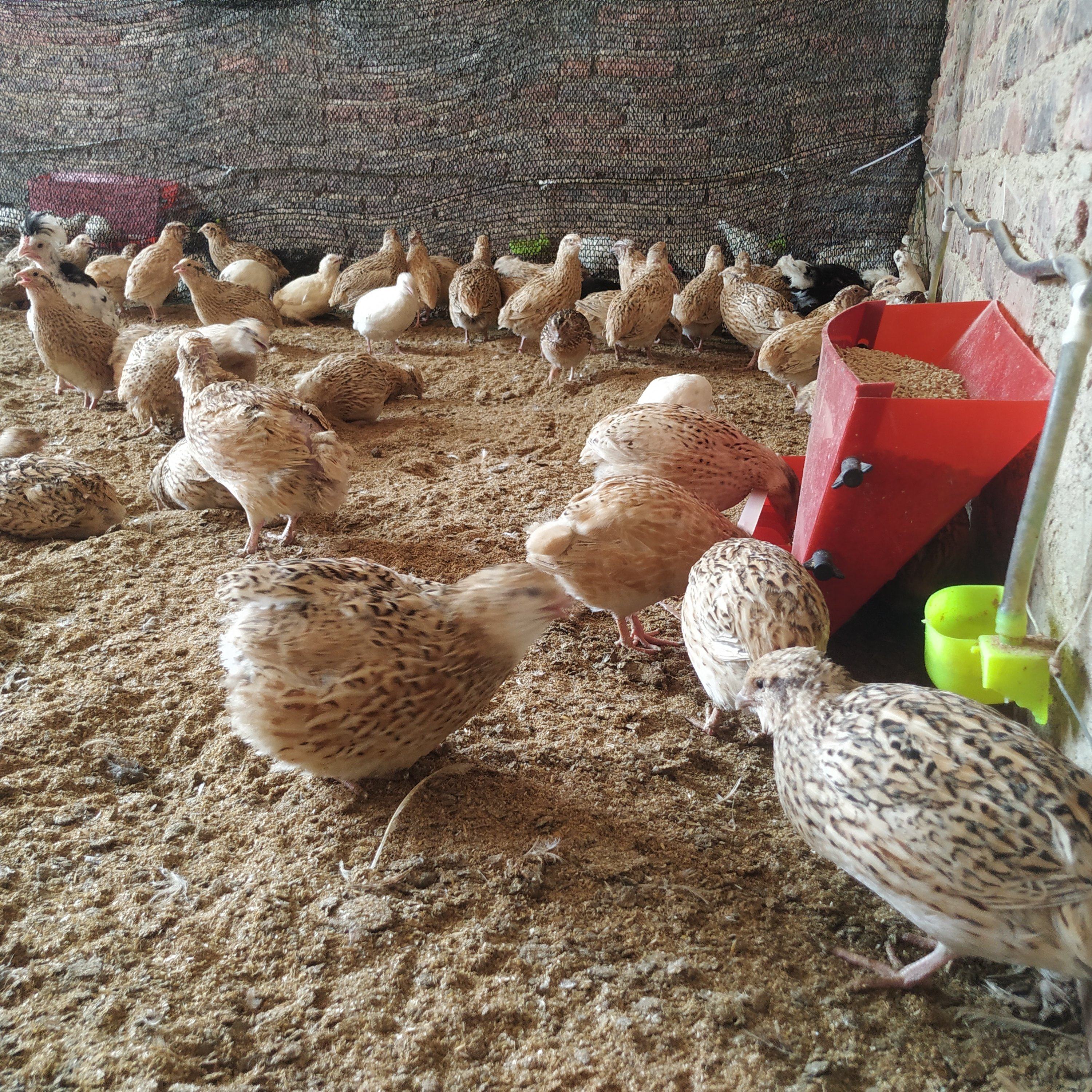 沙维麦脱大鹌鹑种蛋巨型鹌鹑种蛋可孵化受精蛋肉鹌鹑种蛋20粒包邮