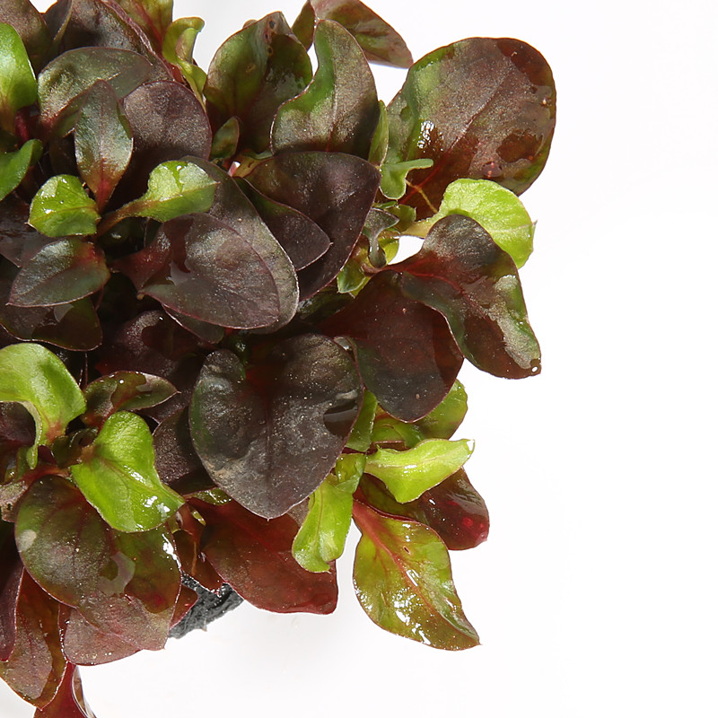 淡水淡水鱼鱼缸活体造景装饰懒人坨草红波小坨水草