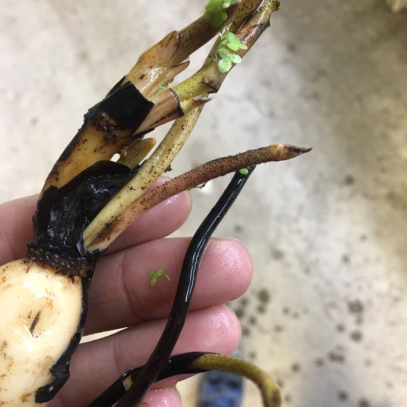 楚女小型观赏荷花庭院水池造景植物唯美水生花卉发芽种藕水培绿植