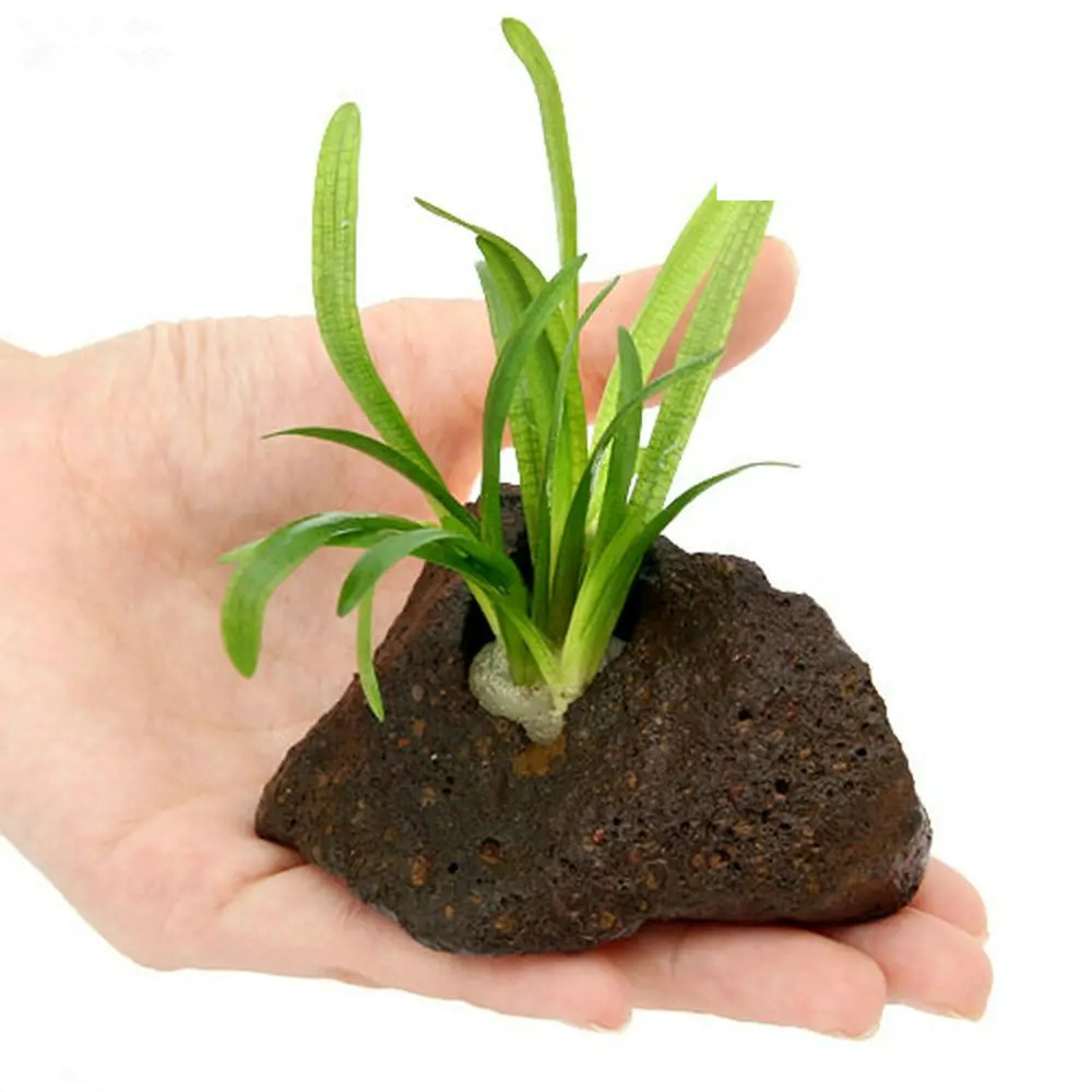 小水兰冷水耐阴生水草龟缸原生造景植物溪流水草