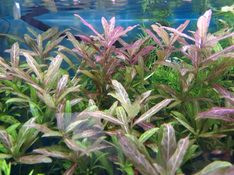 红丝青叶草定植 红色系真水草 水下叶 中后景草