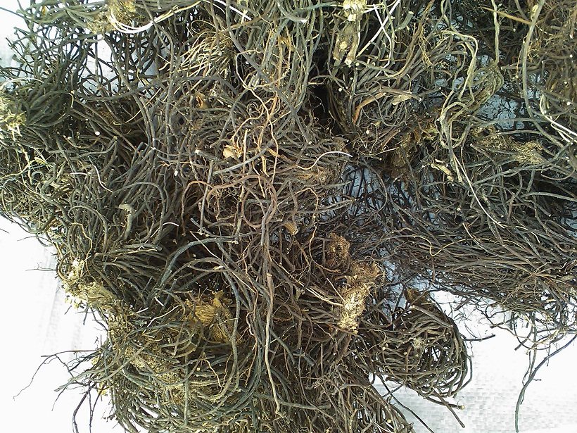 中药材威灵仙灵仙铁扫帚除湿通络老虎须正品500g包邮打粉备注