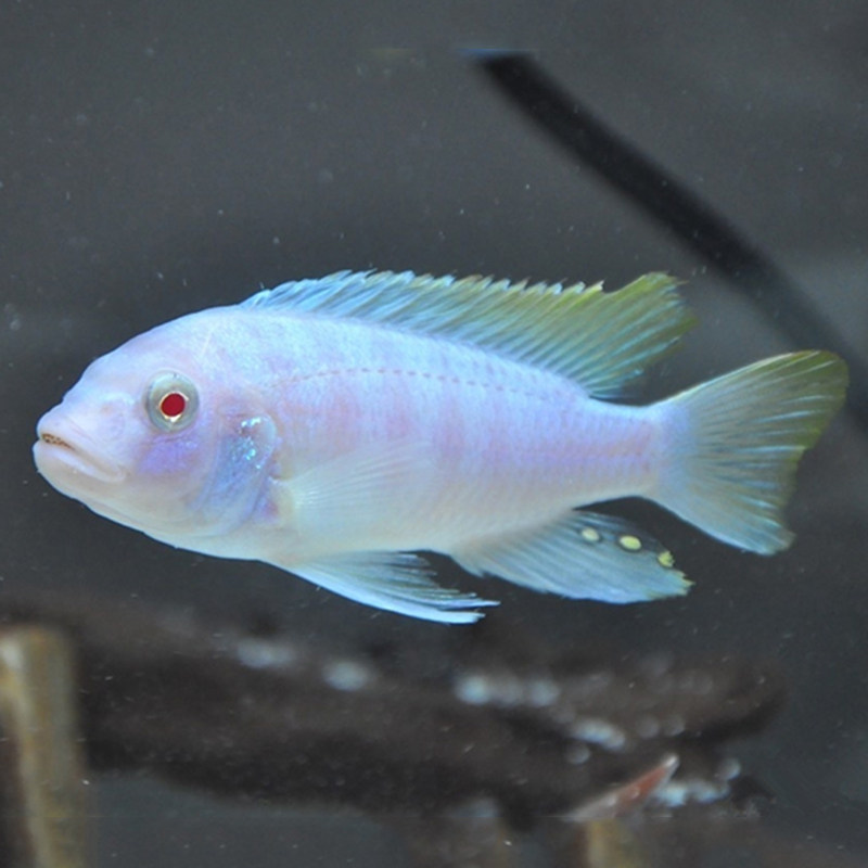 三湖慈鲷鱼马鲷杂中小型淡水热带鱼新手非洲王子鱼