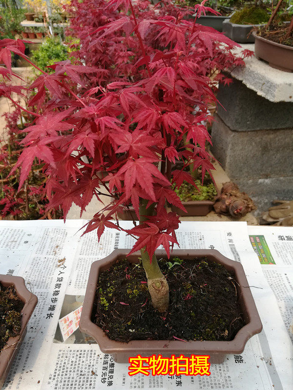 原生日本红枫 红舞姬盆景一本多杆素材苗