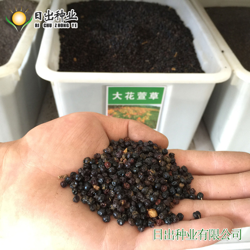 萱草种子菜种金娃娃大花黄花菜花菜蔬菜子易盆栽家庭园艺种子