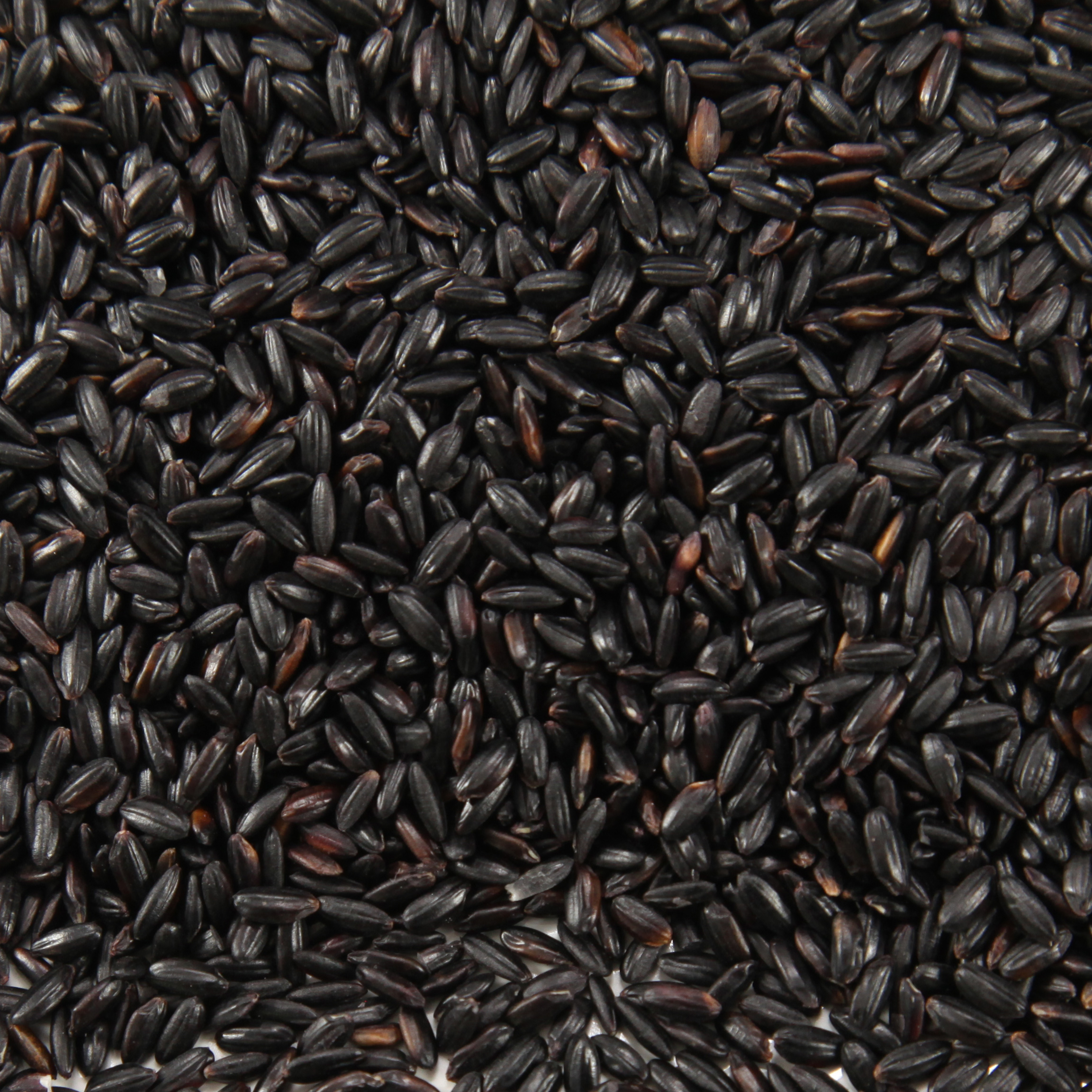 黑米500g散装五谷杂粮黑米粥黑大米农家自产黑粳米黑香米紫米特价