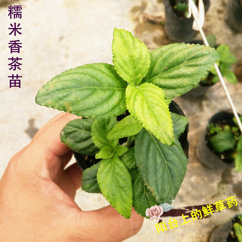 糯米香茶苗茶树苗盆栽食用香草绿植叶子泡水有糯米香味