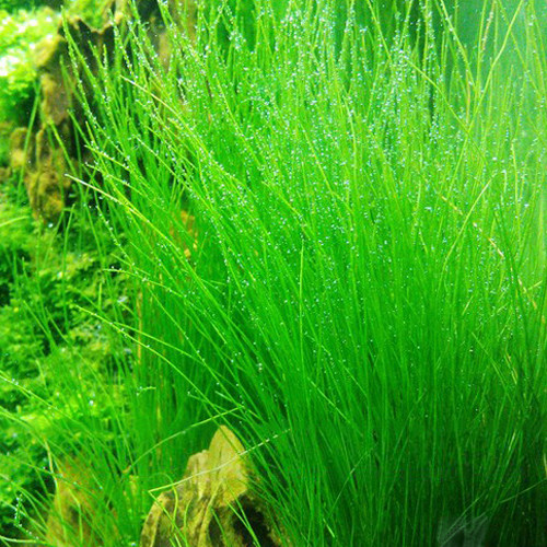 牛毛爱信水族毛草毛毡前景鱼缸水草造景水中水草