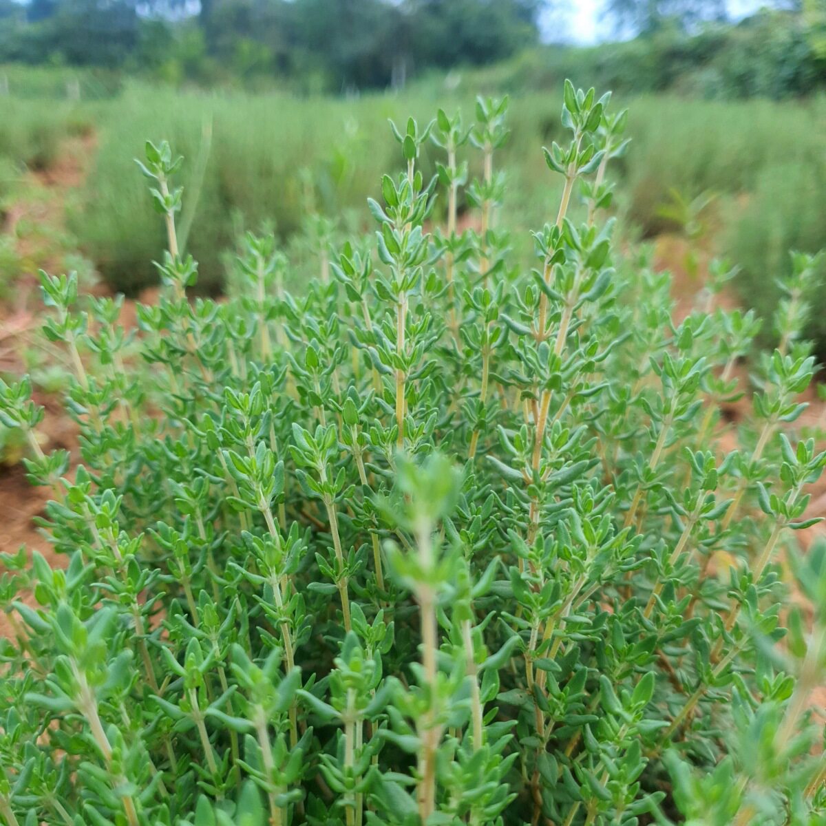 食用新鲜百里香迷迭香紫苏牛排烧烤西餐绿色食品营养绿植