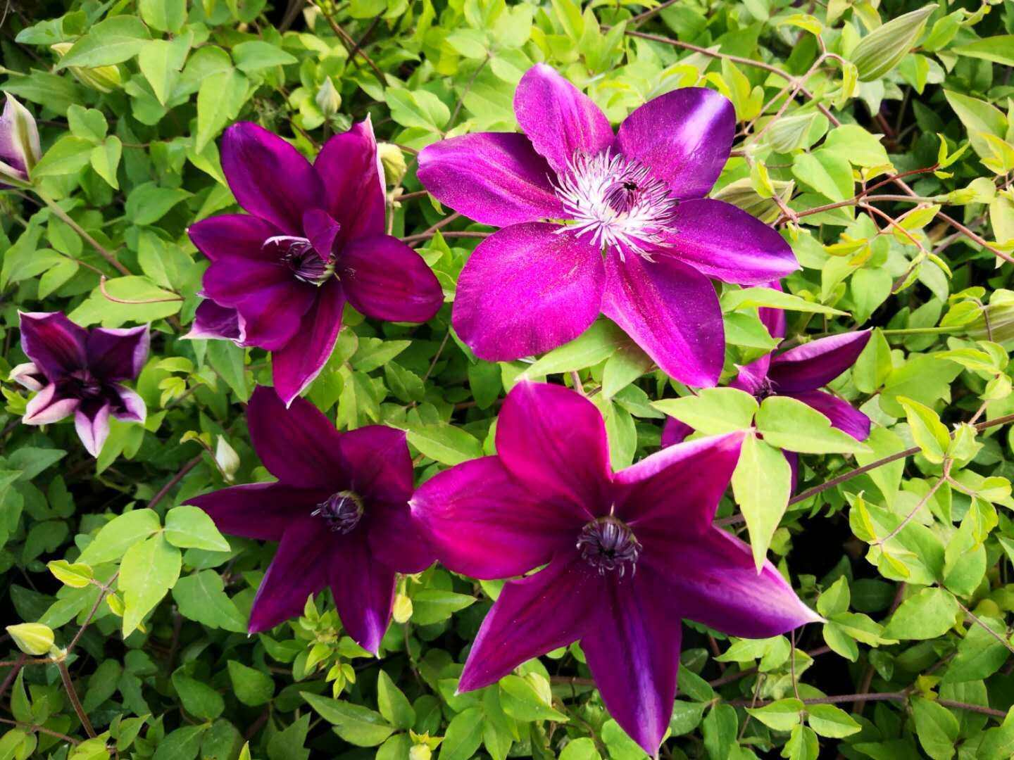 令荒豫园苗圃铁线莲新品营养钵苗绿植花卉爬藤时令草本花卉