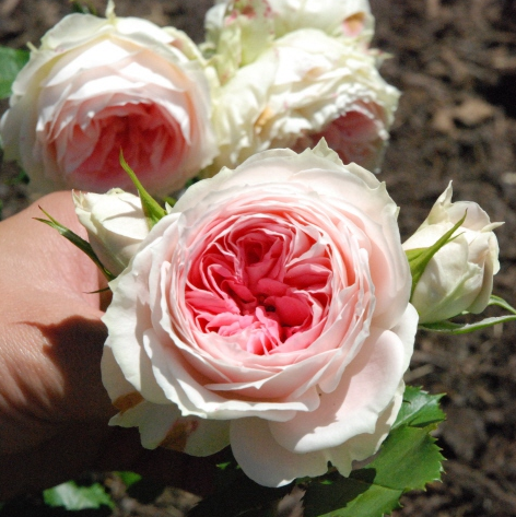 【屋檐的春天】欧月门廊绒球多花庭院阳台蔷薇玫瑰月季盆栽花苗