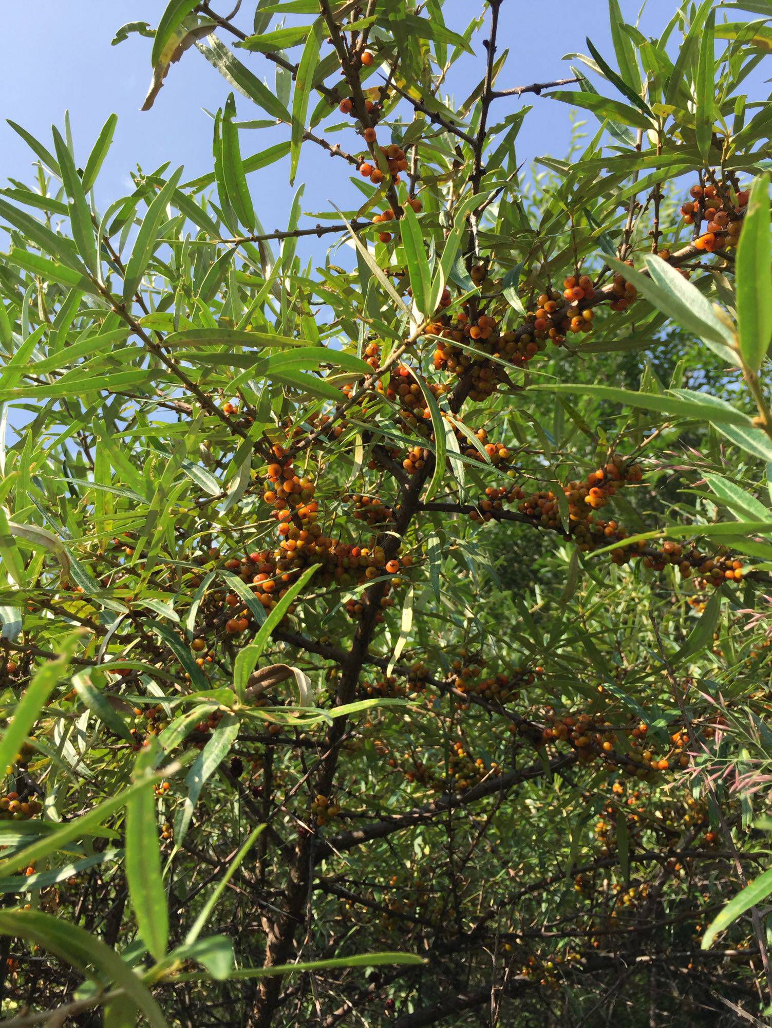沙棘新鲜果吕梁山野生蜂蜜酸甜鲜果一瓶净重沙棘
