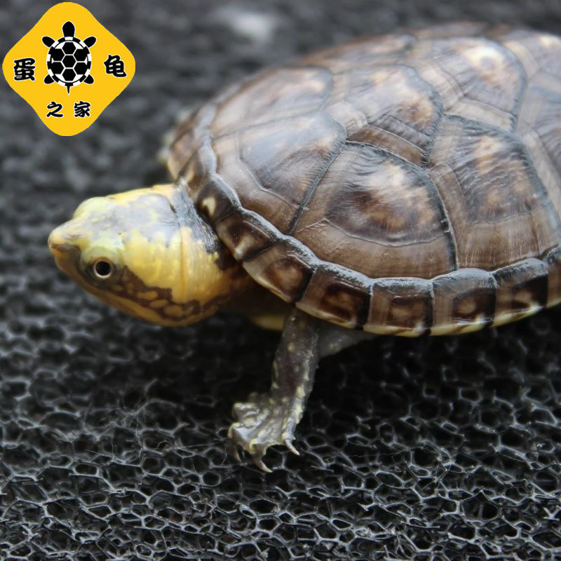 白唇白唇蛋龟白唇泥南部北部观赏小型龟