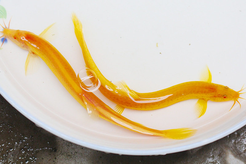 黄金清道夫金龙黄金泥泥鳅淡水鱼冷水好养活体观赏鱼鱼