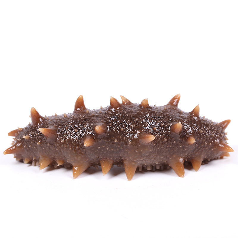 海参青岛即食野生海参海渗刺参辽参活参发500g海参