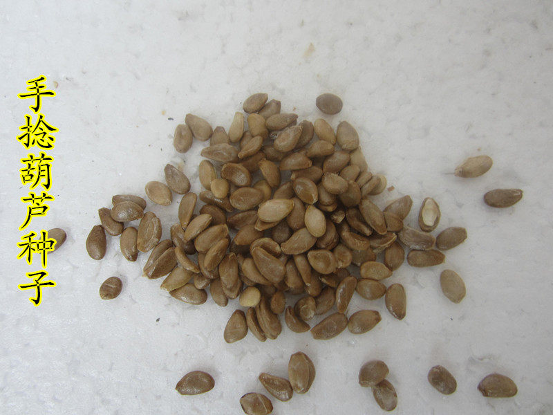 葫芦种子包邮天然手捻大中小亚腰籽可阳台盆栽葫芦