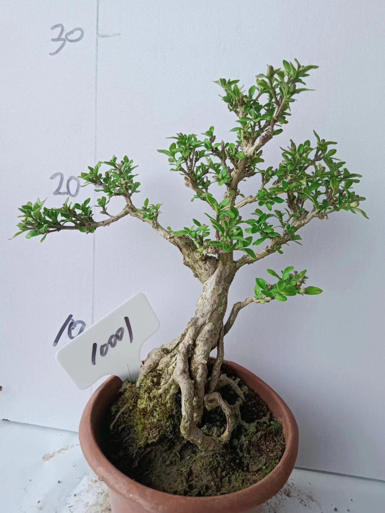 日本六月雪微型盆景花苞创意迷你小盆盆栽掌上绿植