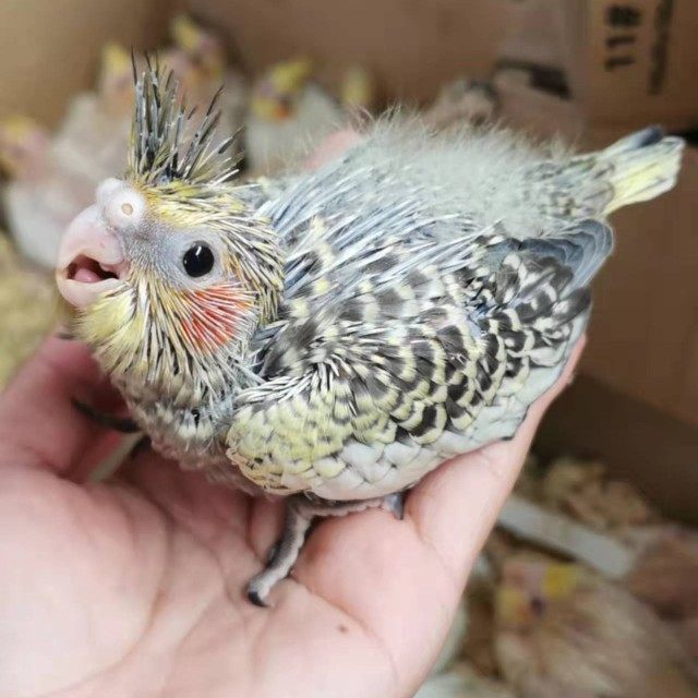 包邮发货玄凤雏鸟手养半毛雏鸟玄凤鹦鹉玄凤幼鸟宠物鸟活物活体鸟