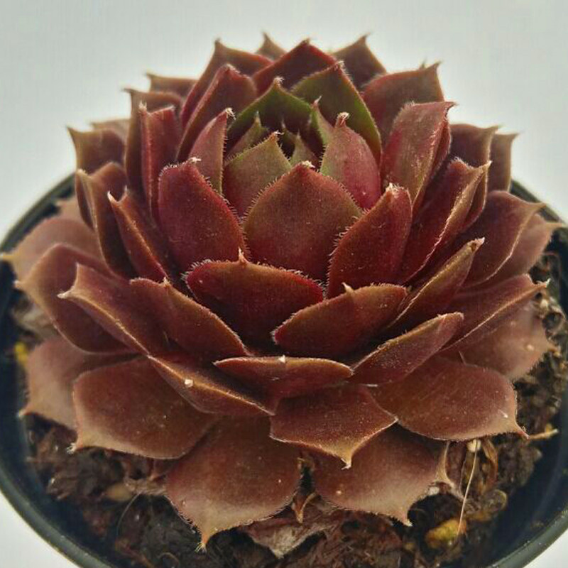 多肉植物冰火芙蓉新款稀有货清四季绿植园艺花卉多肉植物