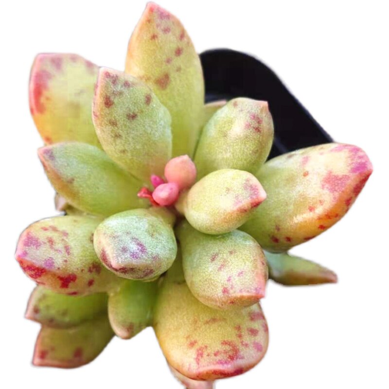 多肉植物松虫水泡云南新款稀有组合多肉植物