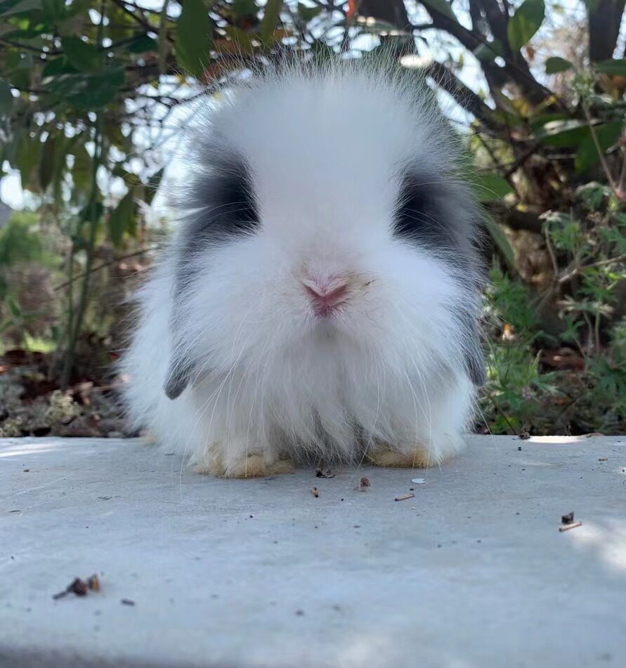 纯种包子灰白道奇垂耳兔活体迷你宠物咬人儿童兔