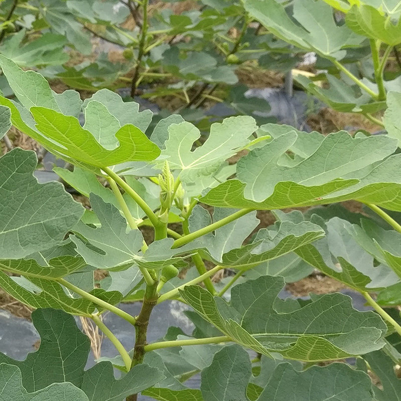 新鲜叶茎酒经5年泡制而成7ml试用装包邮