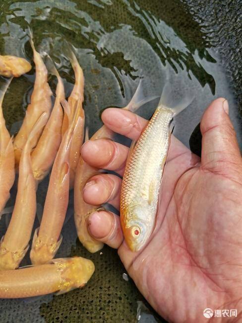 红眼黄金鱼苗赤目金丝金草冷水观赏观赏鱼鱼