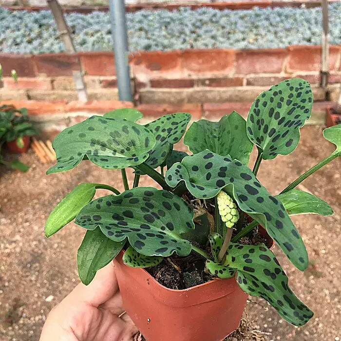 油点百合滴水水百合侧芽小崽多肉植物绿植盆栽绿植