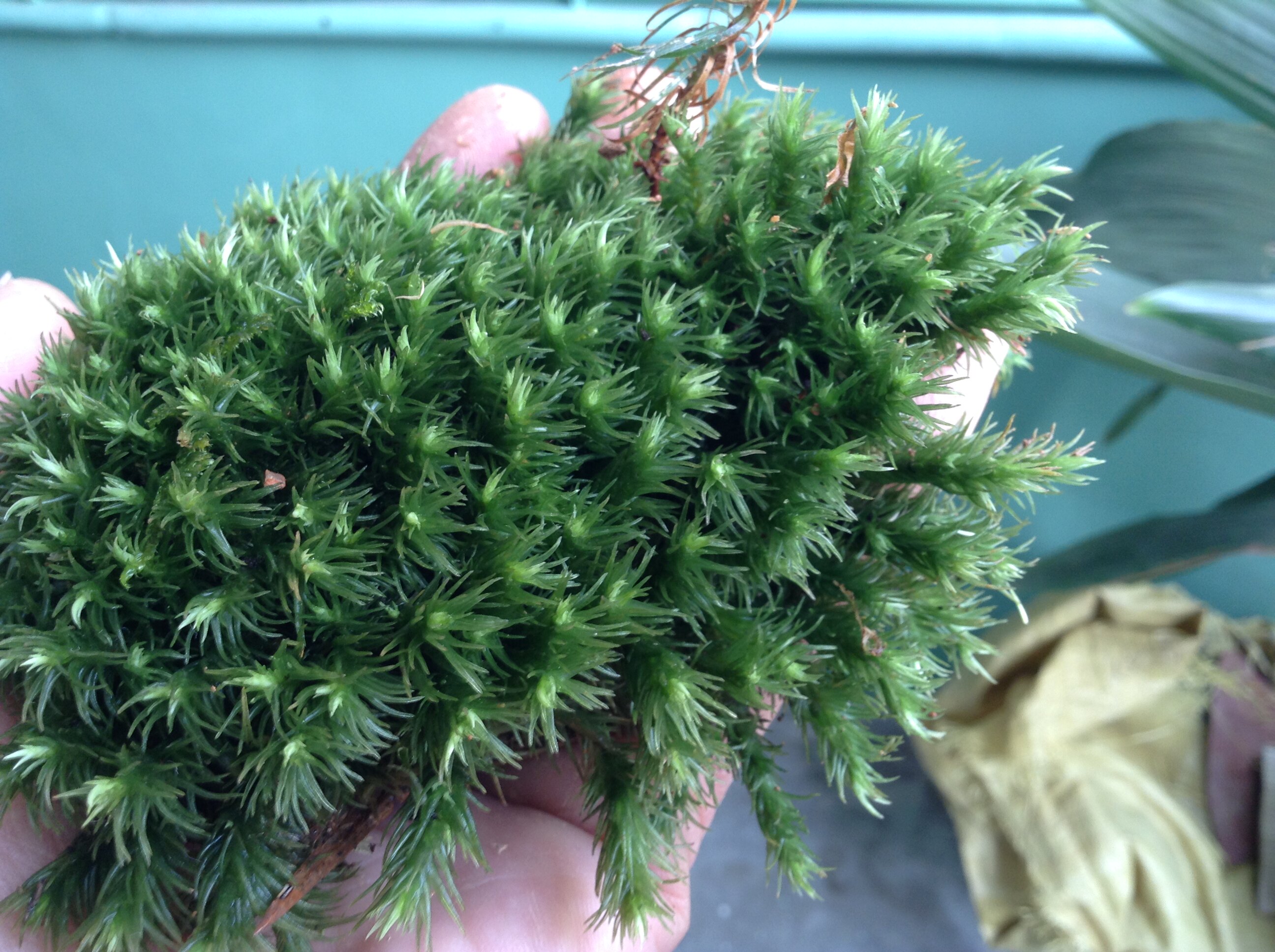 青苔鲜活植物铺盆面草diy微景观台藓瓶庭院其它园艺用品