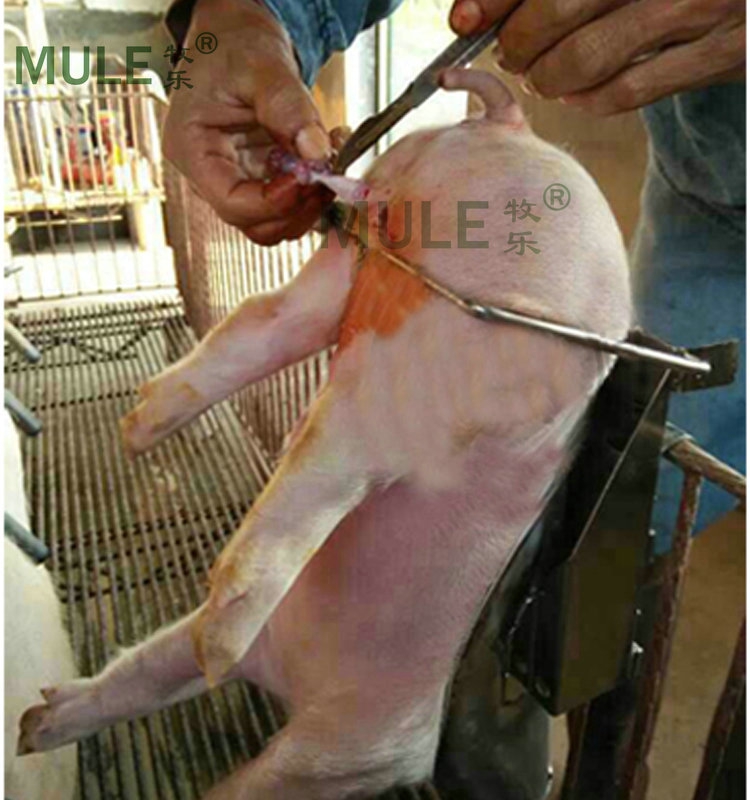 仔猪阉割架阉猪架不锈钢小猪阉割器阉割台小猪去势架养猪设备