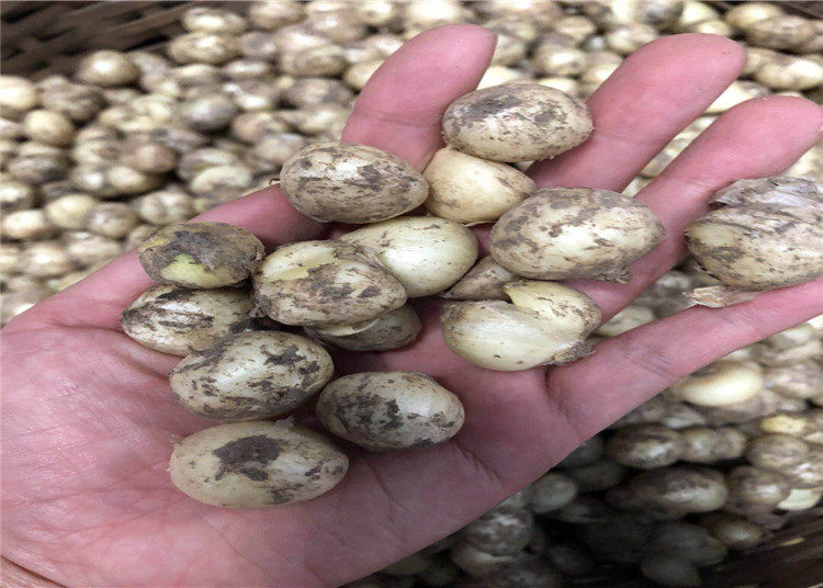 1斤包邮新鲜苦藠团四川苦茭头小根蒜野菜小洋葱葱类