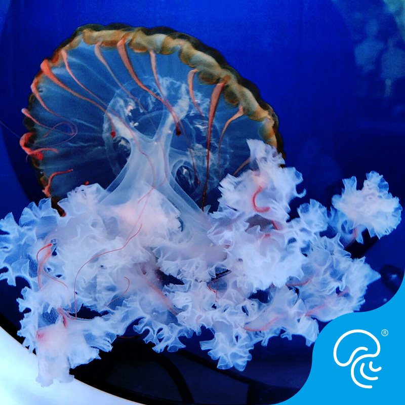 水母太平洋海黄金咖啡海活体中大型海水观赏鱼人工繁殖其它水族宠物