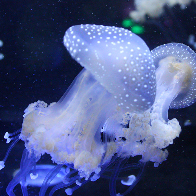 水母澳洲斑点活体圆点长裙裙摆尾部稀有海洋馆其它水族宠物